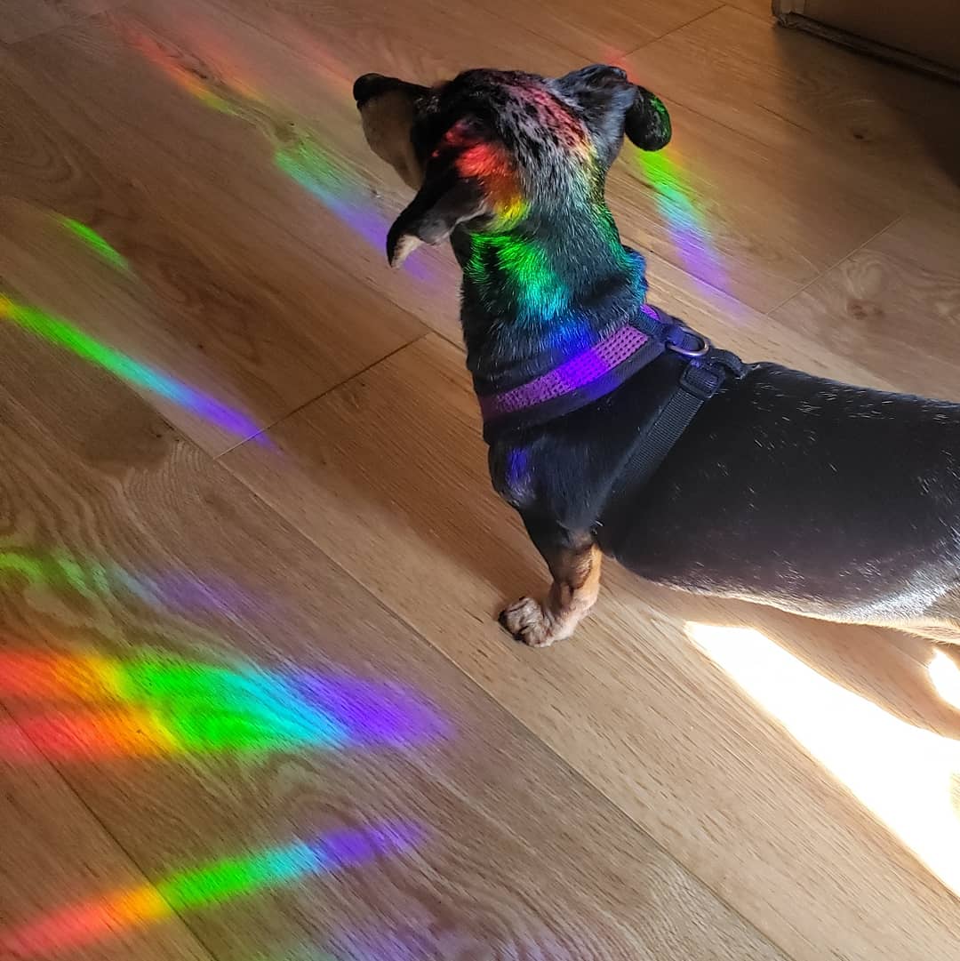 Rainbow Suncatchers